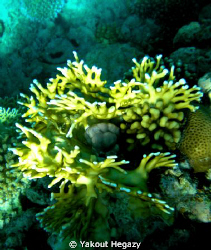 Fair coral by Yakout Hegazy 